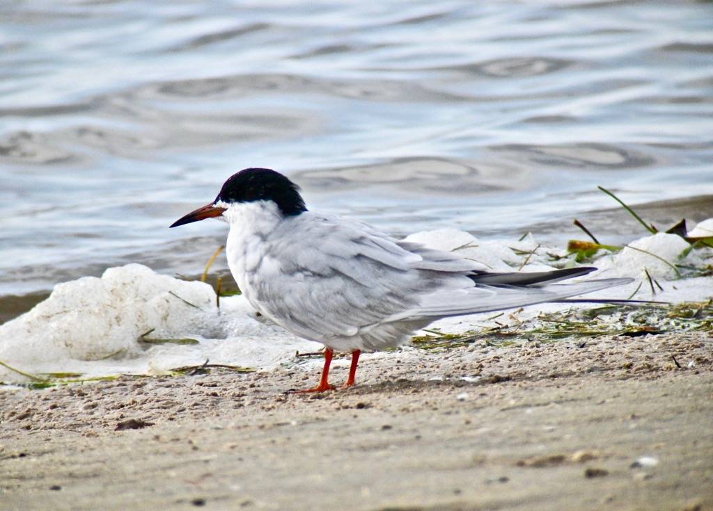 Forster's Tern - Alternate by Len Blumin is licensed under CC BY-NC-ND 2.0